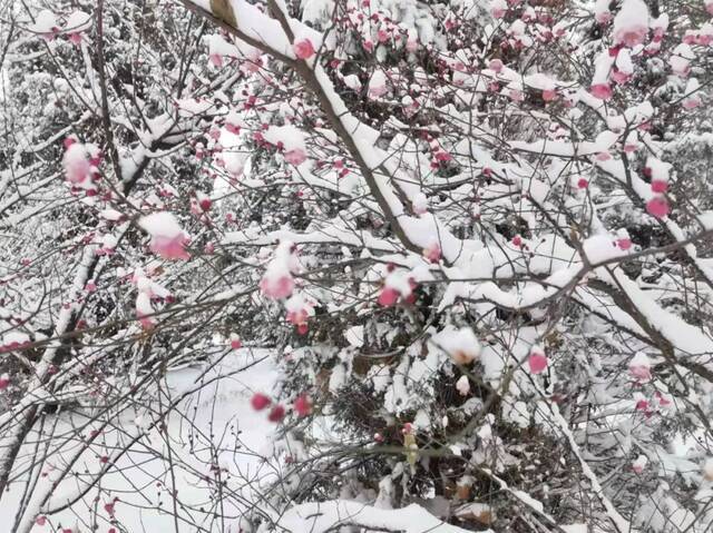 “雪”落河大！！109年了~