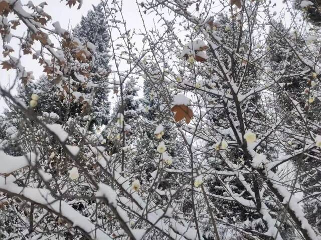 “雪”落河大！！109年了~