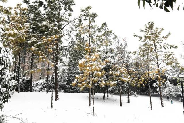 “雪”落河大！！109年了~