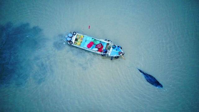 2017年11月13日下午，江苏启东，连兴港边防派出所民警和当地渔民救助搁浅鲸鱼，利用涨潮帮助鲸鱼调整方向。图/IC photo