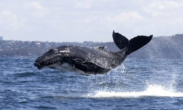 2020年9月29日，太平洋东海岸，一头只有两个月大的鲸鱼宝宝为了在妈妈面前炫耀自己的跳跃技巧，奋力跃出水面。图/IC photo