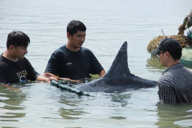 2021年9月16日，江苏连云港，渔民和渔政人员正在救助搁浅的幼鲸。图/IC photo