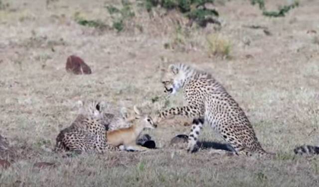 肯尼亚马赛马拉国家保护区小猎豹不知道如何吃小羚羊又蹭又舔！