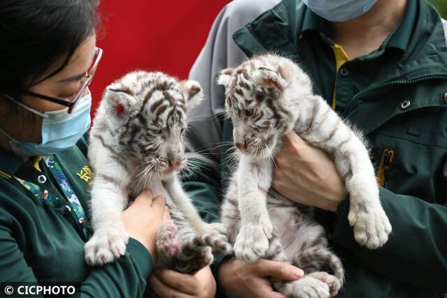 ↑在广州长隆野生动物世界，保育员携幼虎亮相新虎区落成仪式。CICPHOTO/许建梅摄