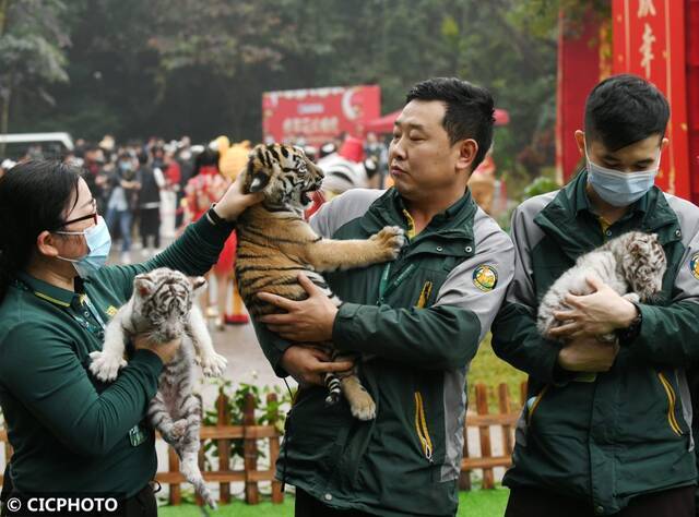 ↑在广州长隆野生动物世界，保育员携幼虎亮相新虎区落成仪式。CICPHOTO/许建梅摄