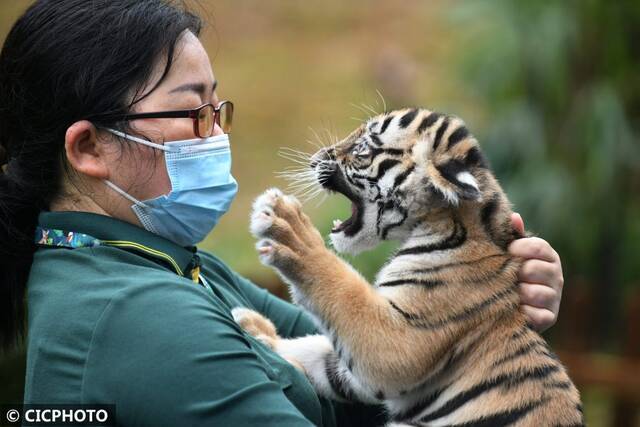 ↑在广州长隆野生动物世界，保育员携幼虎亮相新虎区落成仪式。CICPHOTO/许建梅摄