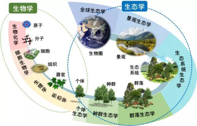 图1.生态学在生命系统研究中的位置及与生物学的关系。