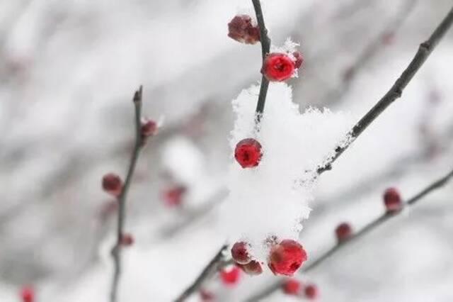 没看到雪？今天为你圆梦！