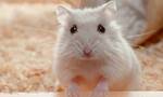 香港疑现仓鼠感染人类，动物会传播新冠病毒吗？