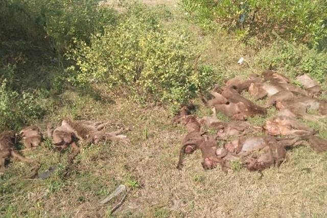 印度南部泰米尔纳德邦公路草丛惊见24只猴子集体死亡疑遭下毒后弃尸