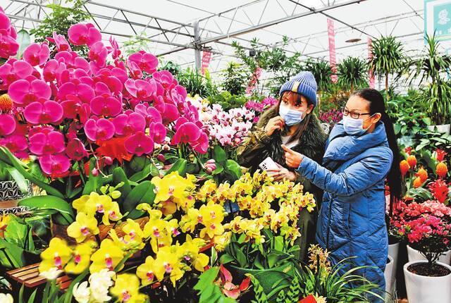 1月27日，市民在郑州陈砦花卉市场选购鲜花。记者王铮摄