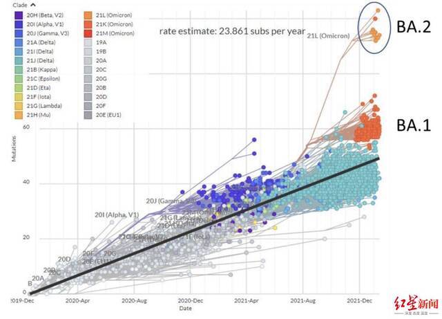▲BA.2的突变数量比BA.1更多