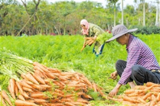 胡萝卜喜丰收 种植户采收忙