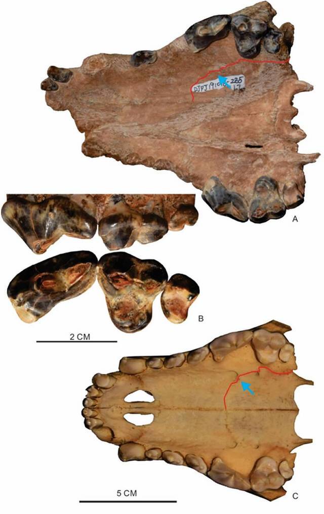 叱咤犬界200万年异豺竟因为挑食而灭绝