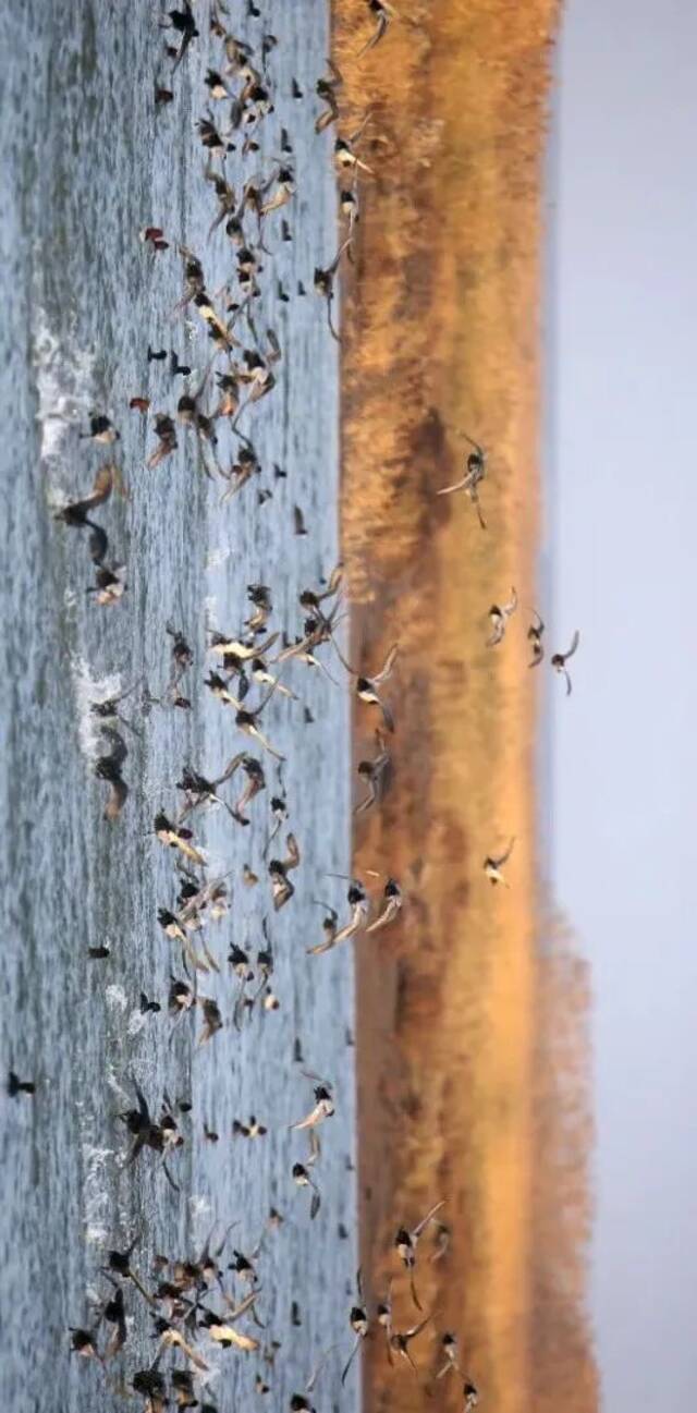 崇明东滩湿地水鸟在此过冬（崇明东滩保护区吴巍摄）