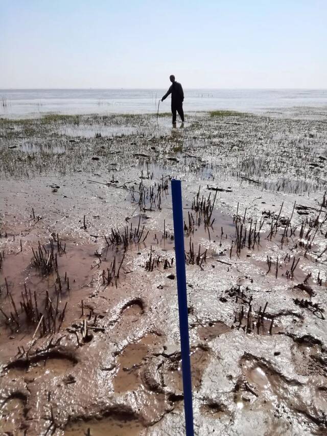 湿地植被修复过程中监测高程变化