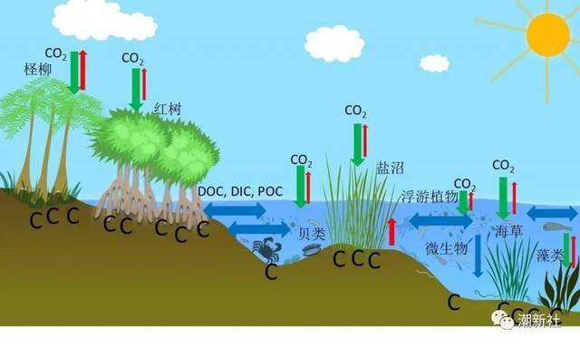 典型滨海湿地蓝碳生态系统碳循环示意图（唐剑武等，2018，中国科学：地球科学）
