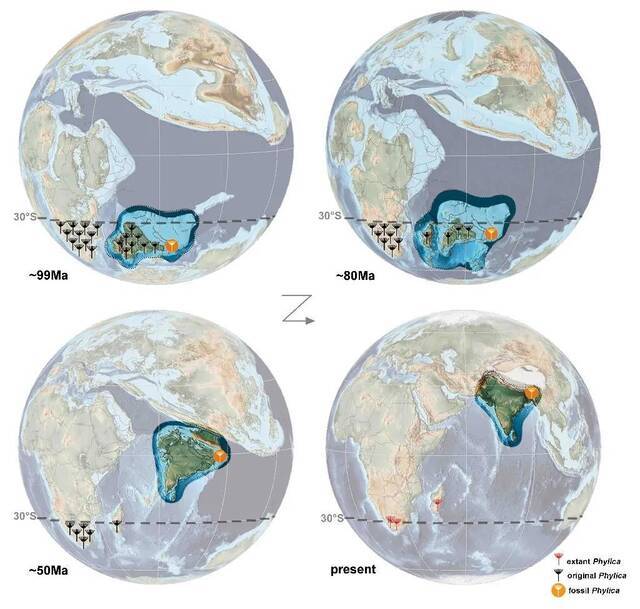 △Phylica祖先随印度板块向北漂移的过程重建图。受访者供图