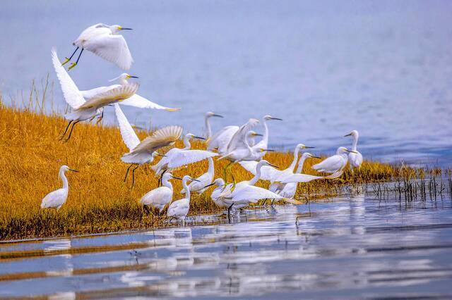 重庆巫山大昌湖国家湿地公园