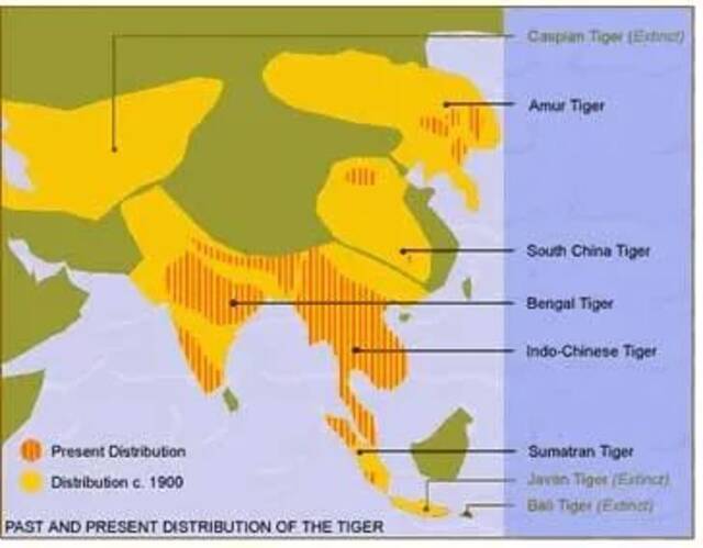 图片来源 http://crownridgetigers.com/