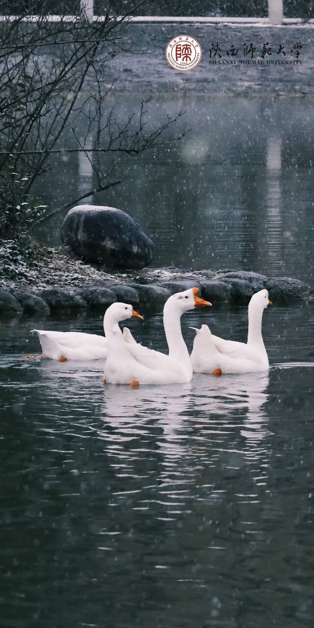 立春纳福，如虎添翼！师大壁纸上新啦！