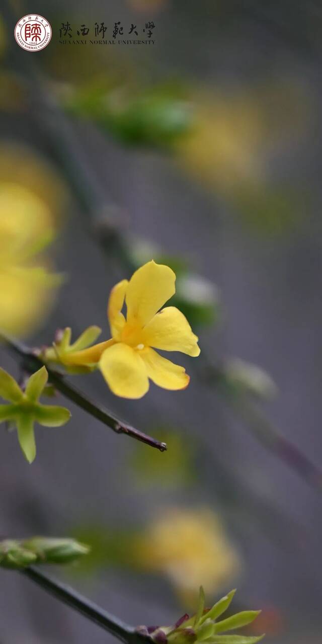 立春纳福，如虎添翼！师大壁纸上新啦！