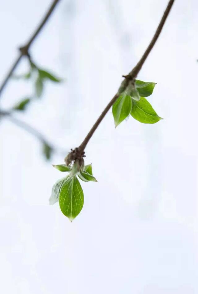 立春阳气初升