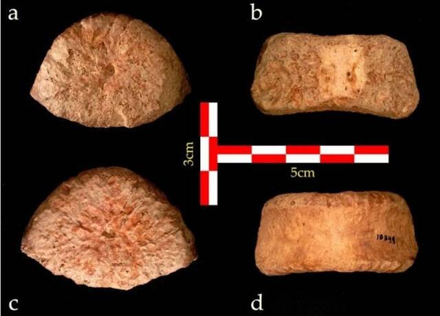 以色列发现150万年前儿童腰椎骨化石证人类分多次走出非洲