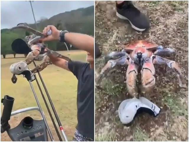 澳洲圣诞岛出现怪物级椰子蟹巨螯夹断高尔夫球球杆