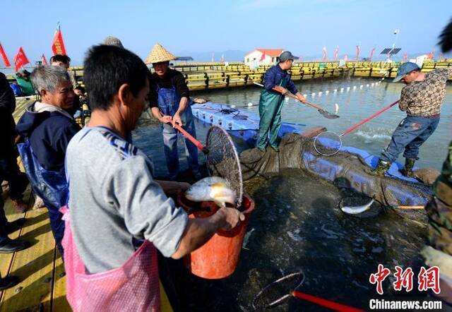 资料图：渔排上的工作人员正在打捞大黄鱼。王东明摄