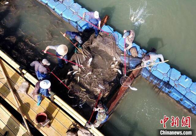 资料图：工作人员正在打捞大黄鱼。王东明摄