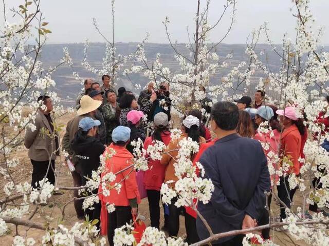 在山西省汾西县，农技专家在教村民如何对梨树进行疏花。（受访者供图）