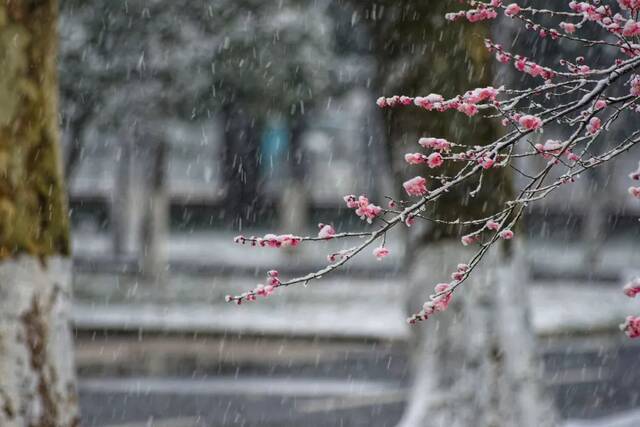 抢不到冰墩墩的你，快来南航看“雪绒绒”吧！