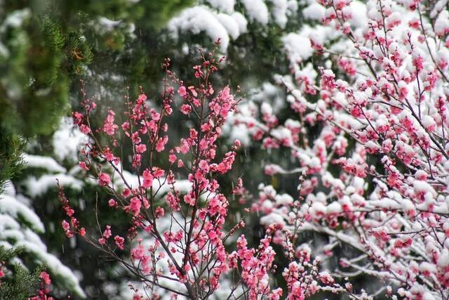 抢不到冰墩墩的你，快来南航看“雪绒绒”吧！