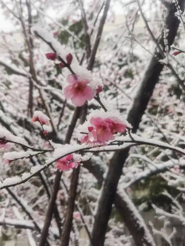 抢不到冰墩墩的你，快来南航看“雪绒绒”吧！