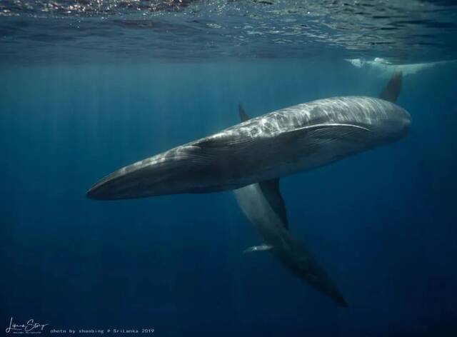 ▲2019年3月1日，斯里兰卡亭可马里，长须鲸母子同框。图/IC photo