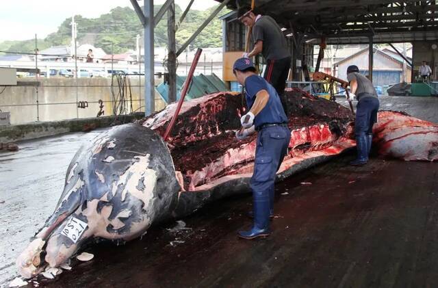 ▲当地时间2010年8月4日，日本千叶，人们宰杀鲸鱼。图/IC photo