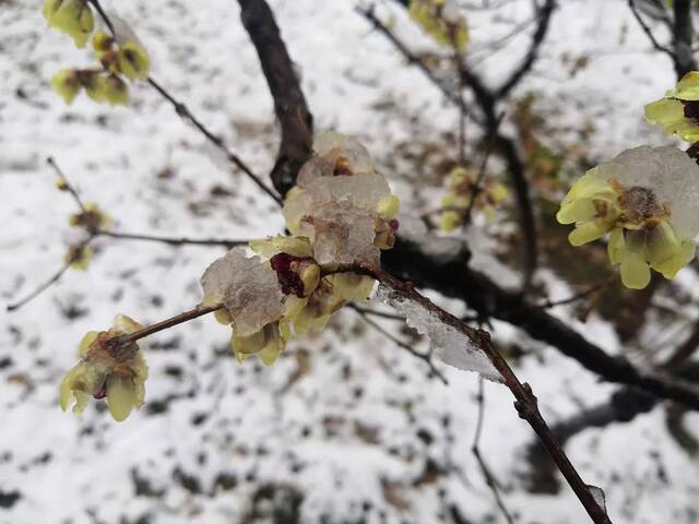 约两三好友，一起堆雪人