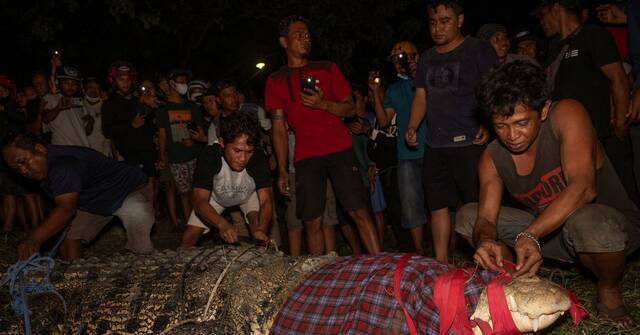 印尼中苏拉威西省帕卢市4公尺长鳄鱼过去6年颈部都套着一个轮胎现终于被解放