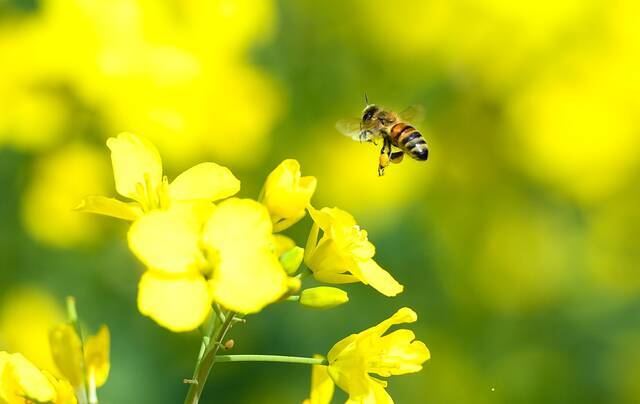 盛开的油菜花吸引了蜜蜂前来采蜜孔德云摄