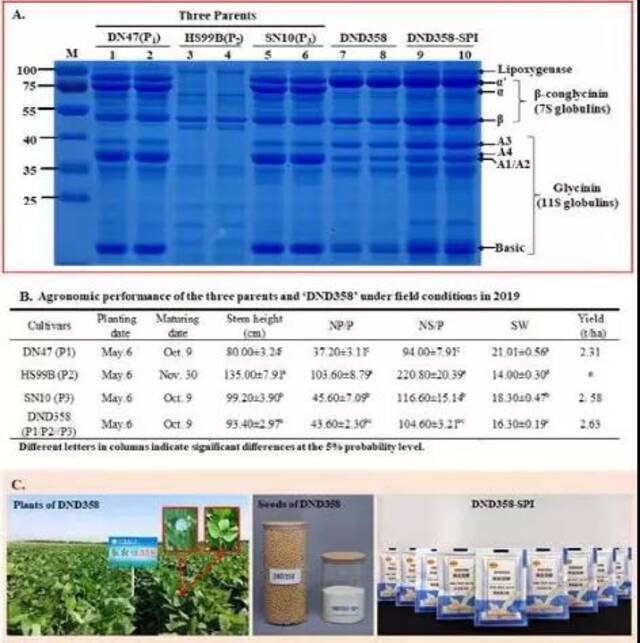 我校刘珊珊/张淑珍课题组联合创制‘降胆固醇特殊健康用途’大豆新品种‘东农豆358（DND358）’