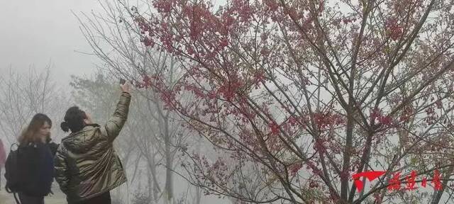 春节期间大田大仙峰茶美人景区樱花开始绽放，周围云雾缭绕宛若仙境。郭斌摄