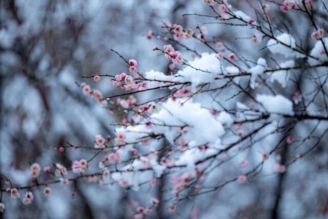 大美科大  听，科大雪落的声音