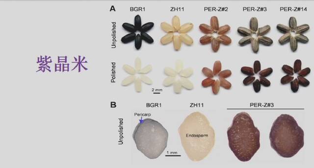 紫晶米（右一至右三为紫晶米的不同株系）