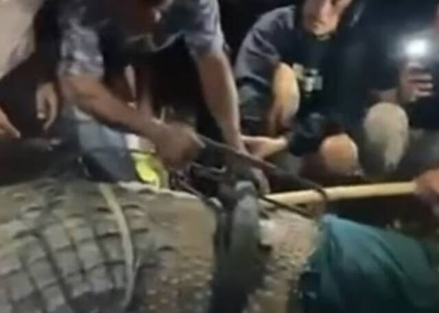印尼4米长鳄鱼颈缠轮胎6年热心男子助脱困