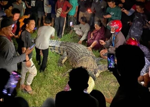 印尼4米长鳄鱼颈缠轮胎6年热心男子助脱困