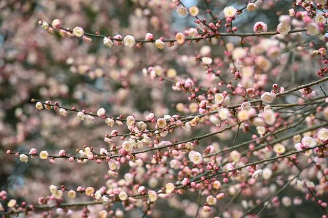 重庆第一波春花，来赏！