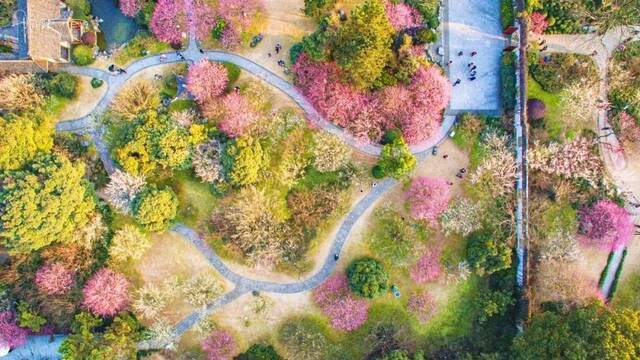 浙江一大波梅花正在盛放，这份家门口的赏花地图快收好！