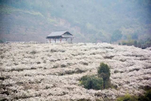 浙江一大波梅花正在盛放，这份家门口的赏花地图快收好！