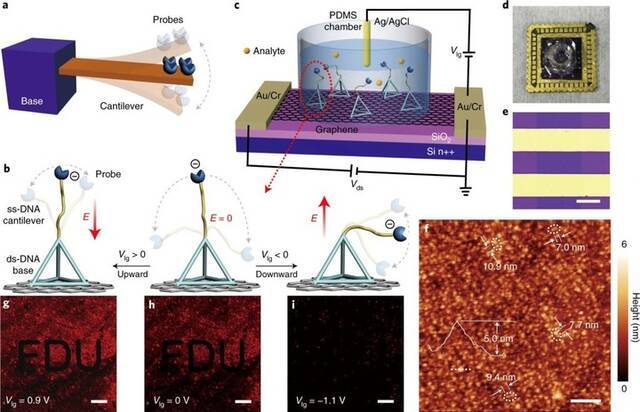 ▲MolEMS和 MolEMS g-FET，图片来自：Nature Biomedical Engineering